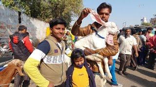 Chamanpura Patira Bakra Mandi Documentary | Ahmedabad Gulabi Goats.