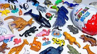 Sea Animals, Wild Animals, Orca, Pink Dolphin, Whale, Kangaroo, Toucan, Panda, Black Panther