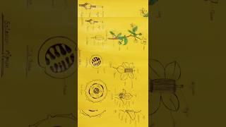 Floral chart of Solanum nigram 🪴 Family solanaceae #study #botany #viral_video