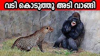 എട്ടിന്റെ പണി ഇരന്നു വാങ്ങിയ ചില മൃഗങ്ങൾ | Animals messed with wrong opponents