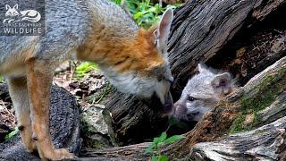 Gray fox family:  Part 3 - Dolly gets her ears chewed (again)