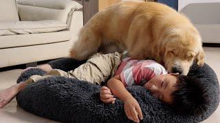 Sleeping in a Golden Retriever's Bed | Funny Dog Reactions