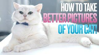 How to Take Better Pictures of Your Cat