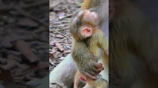 Awesome Video Daily Newborn Baby Monkey Life