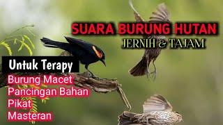 SUARA BURUNG DI HUTAN UNTUK BURUNG MACET MALAS BUNYI - kombinasi semua suara burung