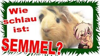 Meerschweinchen im IQ-Test: SEMMEL | Die Meeries