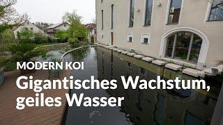 Wieder mal an Harrys 200.000 Liter Teich | Modern Koi Blog #6719