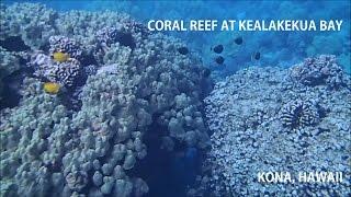 Coral Reef at Kealakekua Bay near Captain Cook Monument - Kona, Hawaii