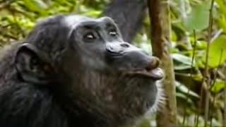 Animal Mating Rituals of Chimpanzees | BBC Studios