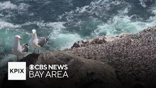 Plans to eradicate invasive mice population at Farallon Island draws scrutiny