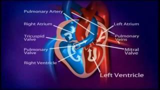 British Heart Foundation - How does a healthy heart work?