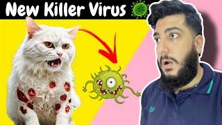 Poor Cats are Infected with New Virus | Most Common Viruses In Cats | Symptoms & Treatment