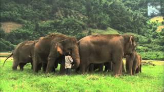 Elephant Whisperer - Wildscreen Festival Nominee 2012