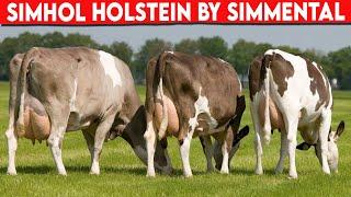 ⭕ SIMHOL HOLSTEIN BY SIMMENTAL, CROSSED TO PRODUCE MILK   Dairy Cows