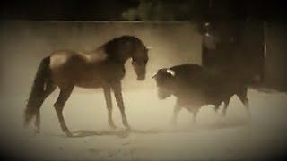 Horse VS Bull - Lusitanian Stallion - Caballo Lusitano torero.