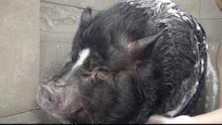 Dramatic Pot Belly Pig at the dog groomers?