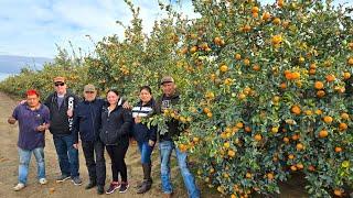 Nadie Sabía que chikilin tiene Huertas de mandarina y nos invito acortar asu Huerta