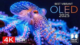 Best Vibrant 4K Video ULTRA HD - 4K HDR Dolby Vision