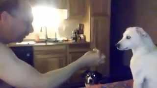 Dog Confused by Magic Trick