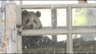 Giant Panda Pair Arrive in Finland for Joint Research Project