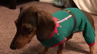 Wiener Dog Hates Her Christmas Pajamas