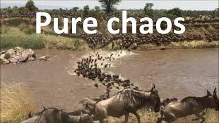 Great wildebeest migration crossing the Mara River between Masai Mara and Serengeti [Kenya-Tanzania]