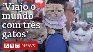 'Viajo pelo mundo com 3 gatos nos meus ombros'