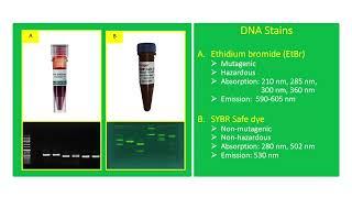 DNA Stains