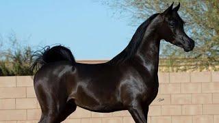 Arabian horse videos compilation | #3 | ️ 2021. Try not to watch it till the end