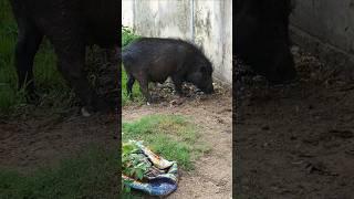 Pig Cute Moments-4  #wildlife #animals #shorts #trending #ytshorts #viralvideo