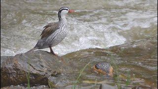 Torent Duck (Merganetta armata) on the Rio Quijos, Ecuador.