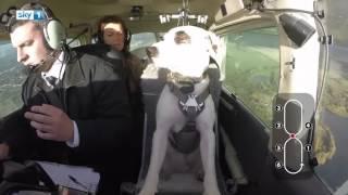 Meet Shadow, the rescue dog, who flies a plane!