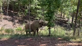 The Elephant Sanctuary | Artie Foraging