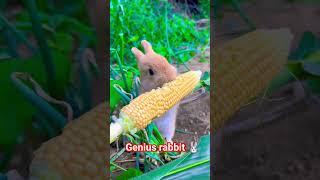 Genius rabbit eating corn  #shortsvideo #viral