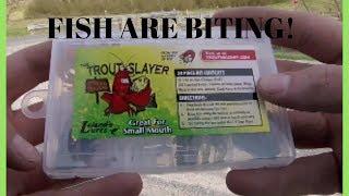 TROUT SLAYERS + TROUT MAGNET = multi-specie catches