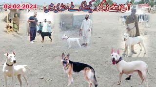 04 02 2024 video part 01 | etwar mandi 2024 |  dogs market | Mubashir info