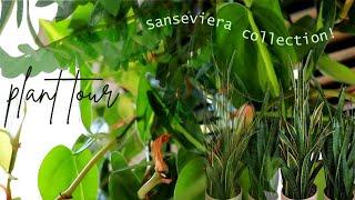 SANSEVIERIA, Houseplant Cottage Plant Style Tour | Peaceful | Instrumental #sansevieria #plants