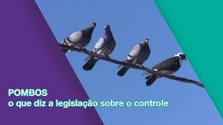 POMBOS o que diz a legislação sobre o controle