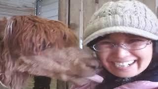 Raise Alpacas with Love: Happy Kisses from Alpaca Mama