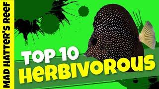 Top 10 Herbivore Saltwater Fish