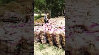 potato supplier self employed   #shorts #viral #video #viralshort