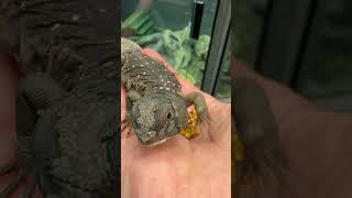 ‘Styx’ Ocellated Uromastyx eating bee pollen. One of the only lizards that is a herbivore. #lizard