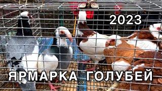 Ярмарка голубей 2023 | Птичий рынок Одесса | Староконный рынок