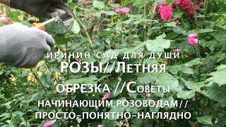 РОЗЫ//Летняя  обрезка//Советы начинающим розоводам//Просто-понятно-доступно