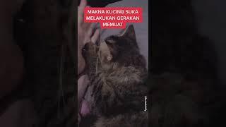 ini nih alasan kucing suka mijit-mijit tubuh owner nya  #shorts