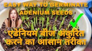 99% Adenium Seeds Germination Success: Step-by-Step Process Explained 