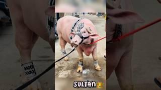 bharuch kurbani|buffalo|bharuch king sultan #shorts#2023 #viralshort#1million #kohinoor#viral