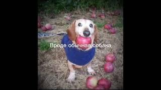 Мем собака с яблоком во рту эдит #dog #apple #recommended #шортс #активприди #собакаприколы #android