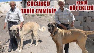 CÜCÜKÇÜ TAHİR EMMİNİN KAPISINDAKİ KENDİ KÖPEKLERİ ! BOĞUŞAN KÖPEK NASIL SEÇİLİR ? ÇOBAN KÖPEKLERİ