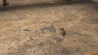 NYC Subway Rats Compilation